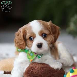 Lucas, Cavalier King Charles Spaniel Puppy